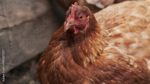 Wallpaper Mural Detailed Portrait of a Brown Hen in a Farmyard Environment During Daylight Torontodigital.ca
