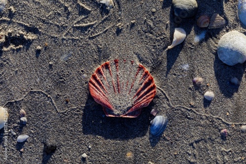 Close-up of a vibrant pink scallop shell on the beach, surrounded by various seashells and sand. Nature's artistry. , Omaha Beach, Auckland, New Zealand photo