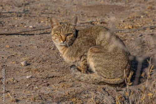 African wild cat (felis silvestris cafra) photo