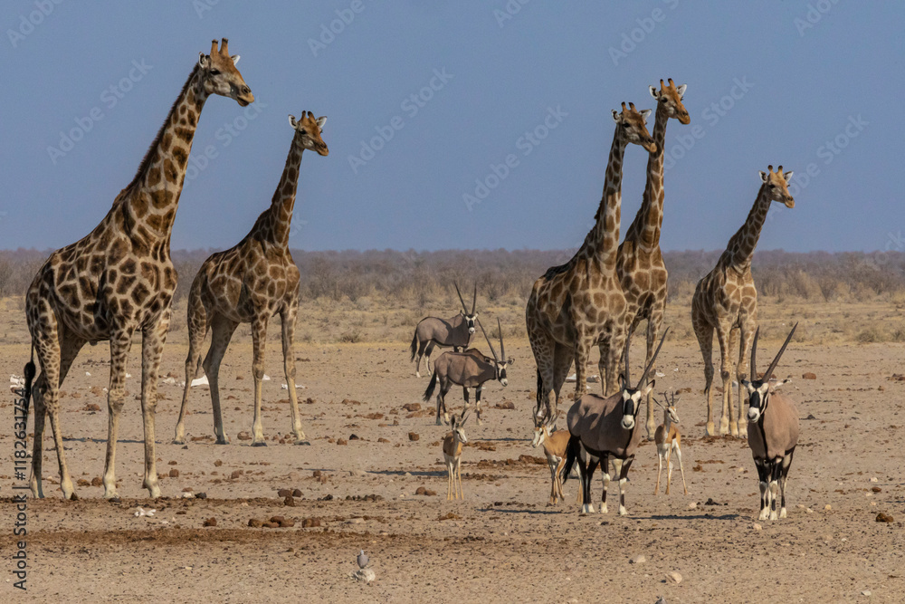 Obraz premium Wildlife at waterhole, Etosha national park, Namibia