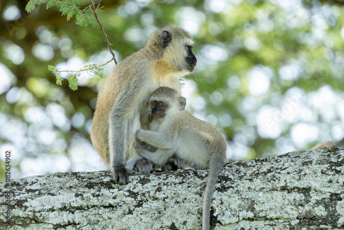 Africa, Tanzania. Female and child socialize on a thick branch of a tree.