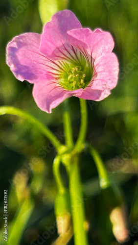 pink flower