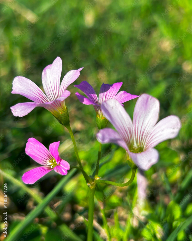 Fototapeta premium flowers in the garden