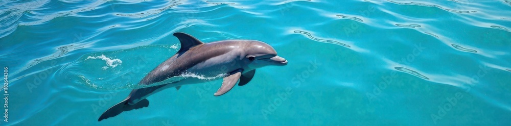 Dolphin swims in clear blue water with waves in background, dolphin behavior, ocean, marine life
