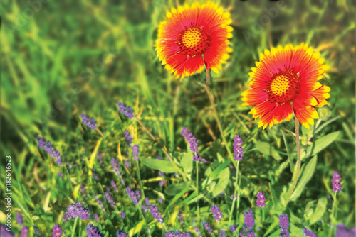 flowers in the field