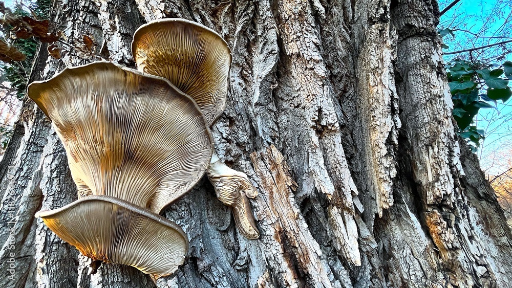 Fototapeta premium Fan-like oyster mushrooms on textured bark