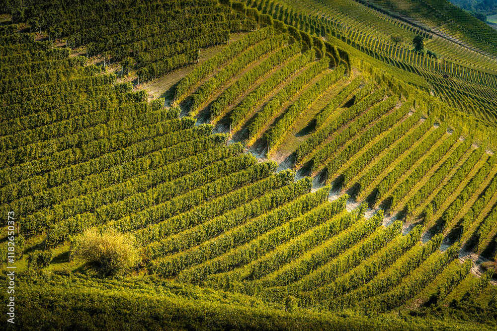 Fototapeta premium Langhe, roads and trees among the vineyards, Neive, Piedmont, Italy.