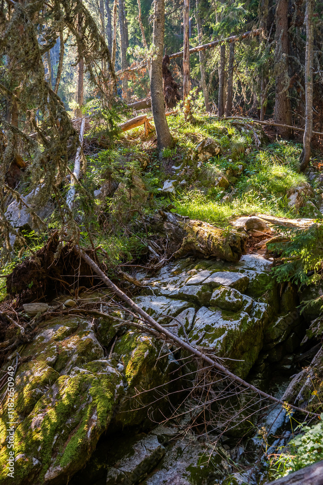The Windfall. Dense pathless forest with fallen trees in Pirin mountains, Bulgaria. The Windfall. Dense pathless forest with fallen trees in Pirin mountains, Bulgaria.