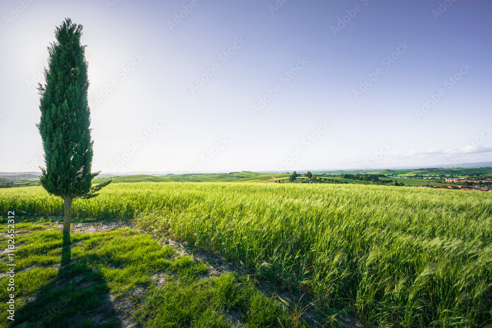 Obraz premium Monteroni d'Arbia, cypress tree along the route of the via Francigena. Siena, Tuscany. Italy