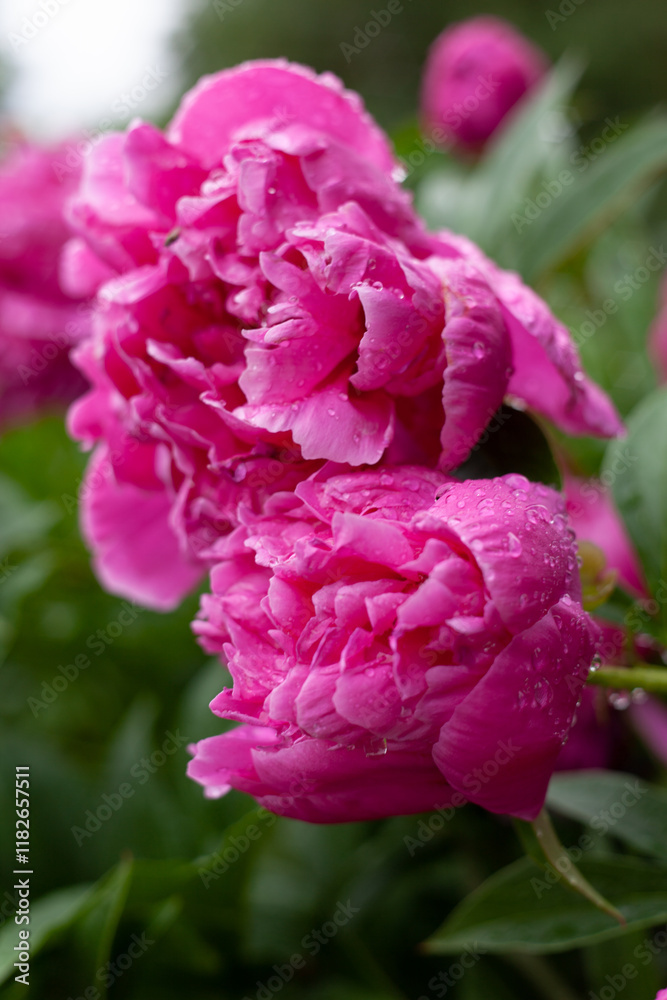 Fototapeta premium Peonies