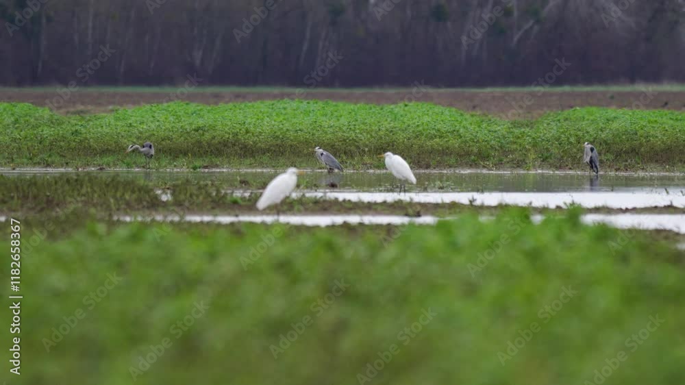 plan fixe vidéo avec un biotope riche en oiseaux divers, hérons, aigrettes, en zone humide, l'hiver, dans des champs cultivés où l'eau des inondations apparait, mouvement de caméra arrière très doux