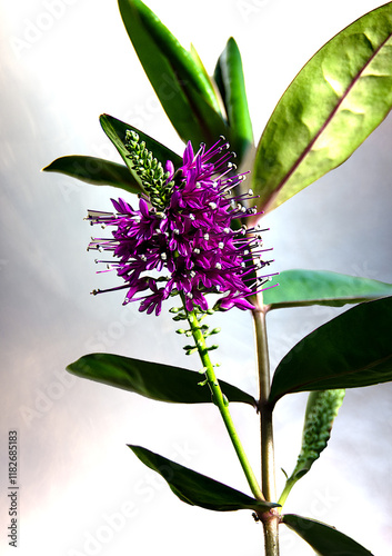 Close up of an exotic flowering plant, Veronica speciosa photo