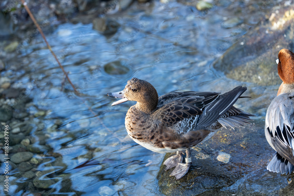 Eurasian Wigeon (Mareca penelope) at Bull Island, Dublin, common in wetlands and coastal regions Eurasian Wigeon (Mareca penelope) at Bull Island, Dublin, common in wetlands and coastal regions