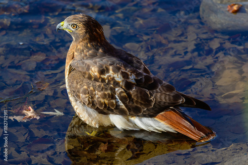 A Red Tailed Hawk Close Up by the Chippewa River at Chippewa Nature Center, in Midland, Michigan. photo