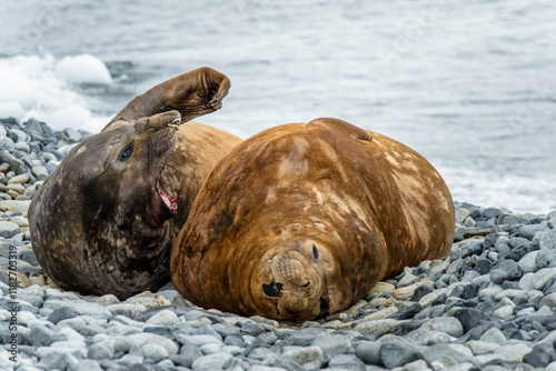 Lemaire Channel, Antarctica. Elephant seal females on the rocky beach in Anta...