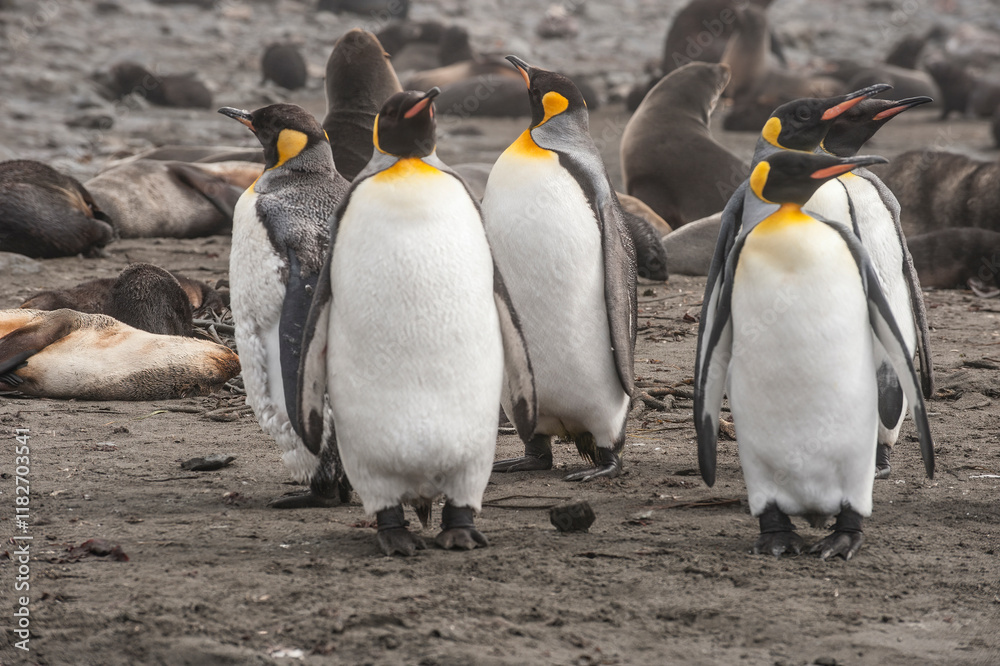 Fototapeta premium Antarctic, South Georgia. King penguin