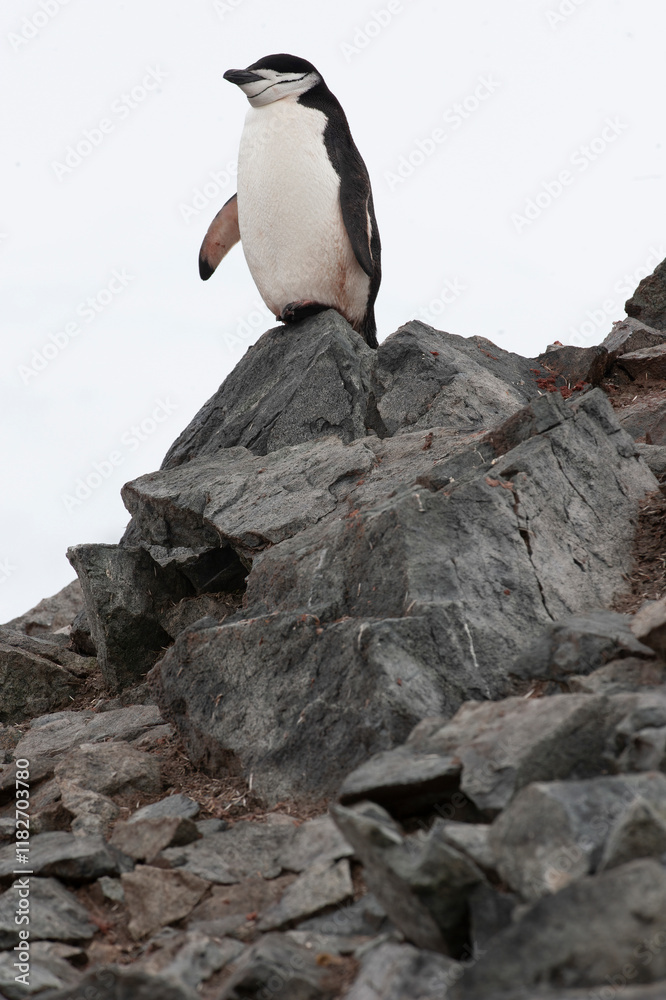 Obraz premium Antarctic. Chinstrap penguin, Pygoscelis Antarctica.