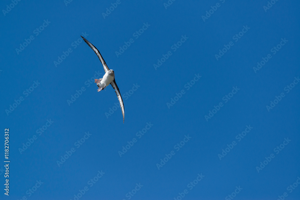 South Georgia Island. Gray-headed albatross flies over colony South Georgia Island. Gray-headed albatross flies over colony