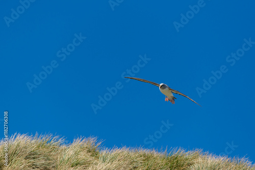 South Georgia Island. Albatross flies over colony photo