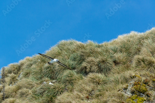 South Georgia Island. Gray-headed albatross flies near colony photo