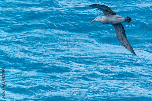 South Georgia Island. Giant petrel flies low over the ocean photo