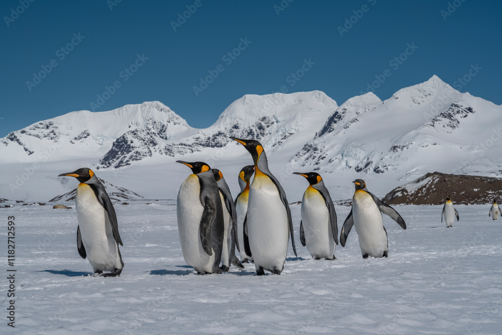 Obraz premium South Georgia Island, Antarctica. King penguins marching on the Salisbury Plain