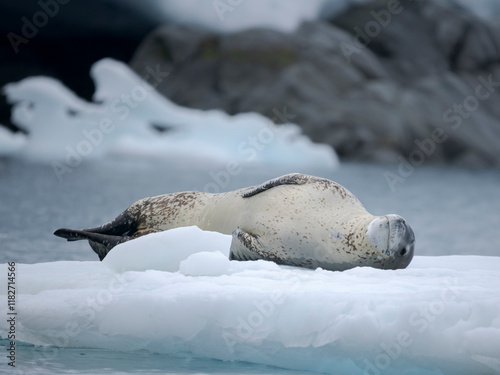 Leopard Seal (Hydrurga leptonyx) on ice floe in Port Lockroy at Wiencke Island, Antarctica. photo