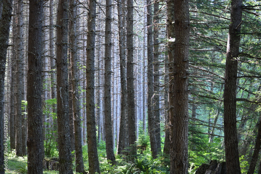 Dense Pine Forest with Tall, Straight Trunks and Green Underbrush Illuminated by Soft Light Dense Pine Forest with Tall, Straight Trunks and Green Underbrush Illuminated by Soft Light