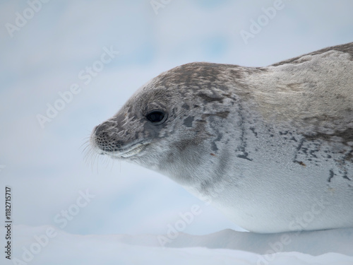 Crabeater Seal, resting on ice floe. Antarctica, Antarctic Peninsula, Detaille Island photo