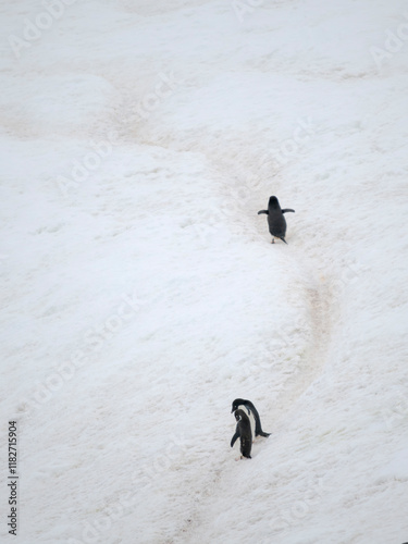 Adelie penguin, Antarctica, Antarctic Peninsula, Graham Land, Detaille Island