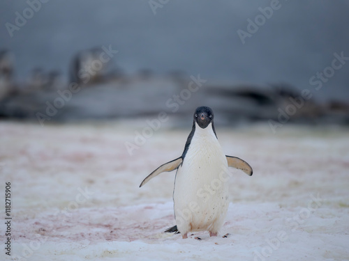 Adelie penguin, colored snow due to growth of ice algae. Antarctica, Antarctic Peninsula, Graham Land, Peterman Island photo