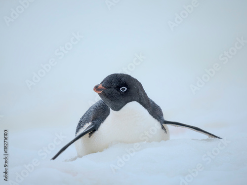 Adelie penguin. Antarctica, Antarctic Peninsula, Graham Land, Peterman Island photo