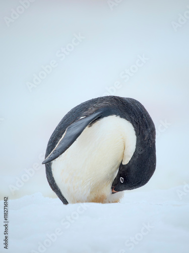 Adelie penguin, colored snow due to growth of ice algae. Antarctica, Antarctic Peninsula, Graham Land, Peterman Island photo