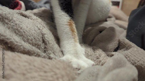 A calico cat kneads and purrs on a bed as it prepares for sleep