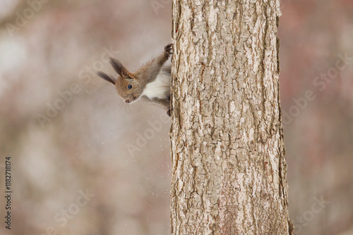 木の上のエゾリス photo