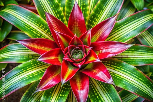 Aerial View of Vriesea fosteriana 'Red Chestnut' Bromeliad, Vivid Tropical Foliage photo