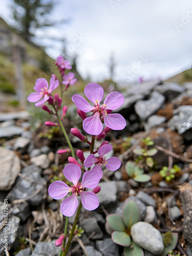 Beautiful wild flowers Kalmia procumbens or Loiseleuria procumbens, commonly known as alpine azalea or trailing azalea. Plants in the tundra on the hillside. Arctic nature. Chukotka, Siberia, Russia. photo