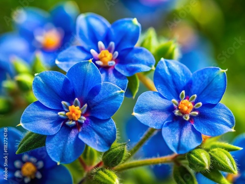 Anagallis monelli Flower Close-up, Vivid Blue Blooms, Copy Space Left photo