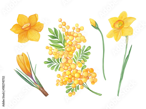Spring Watercolor Flower Set – Mimosa, Daffodils, and Crocuses