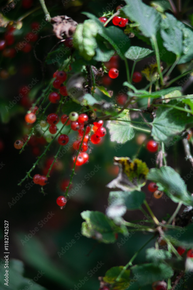 Obraz premium Redcurrant