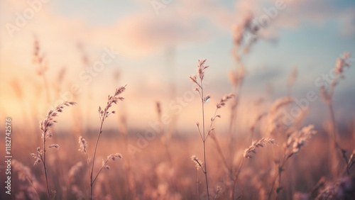 Wallpaper Mural Golden Sunset Over Tranquil Field of Grass, Nature's Serenity Torontodigital.ca