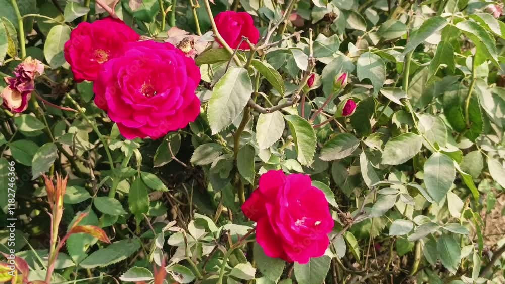 bright red roses blooming on a green bush in a garden under the sunlight