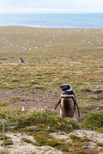 Penguin life in Patagonia - Isla Magadalena - Chile photo