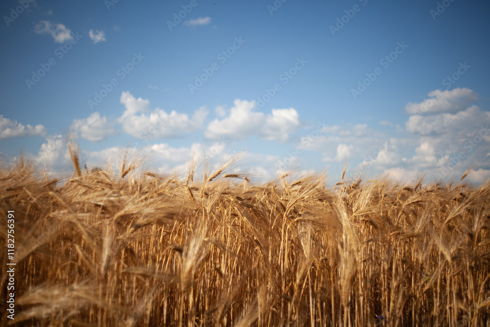 wheat field wheat field
