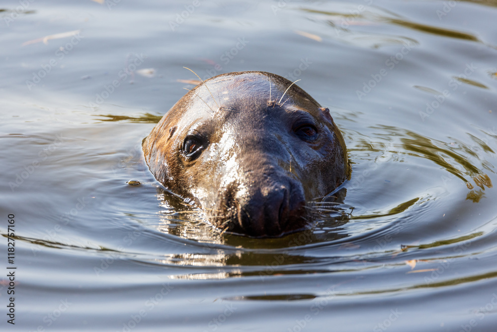 Fototapeta premium Grey Seal Gliding Through Water