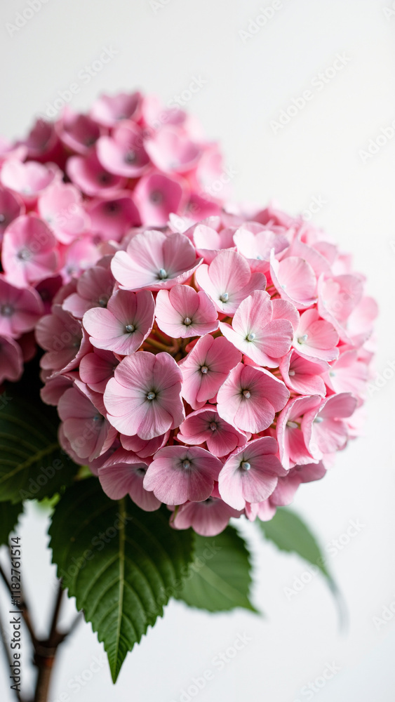 Stunning Pink Hydrangea Bouquet on White: Perfect for Wedding Invitations, Floral Ads, and Seasonal Marketing Stunning Pink Hydrangea Bouquet on White: Perfect for Wedding Invitations, Floral Ads, and Seasonal Marketing