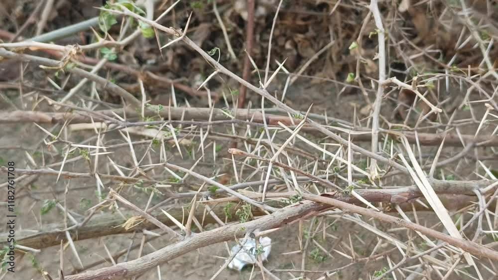Dry thorny bush with tangled branches in a rural landscape perfect for natural texture photography Dry thorny bush with tangled branches in a rural landscape perfect for natural texture photography