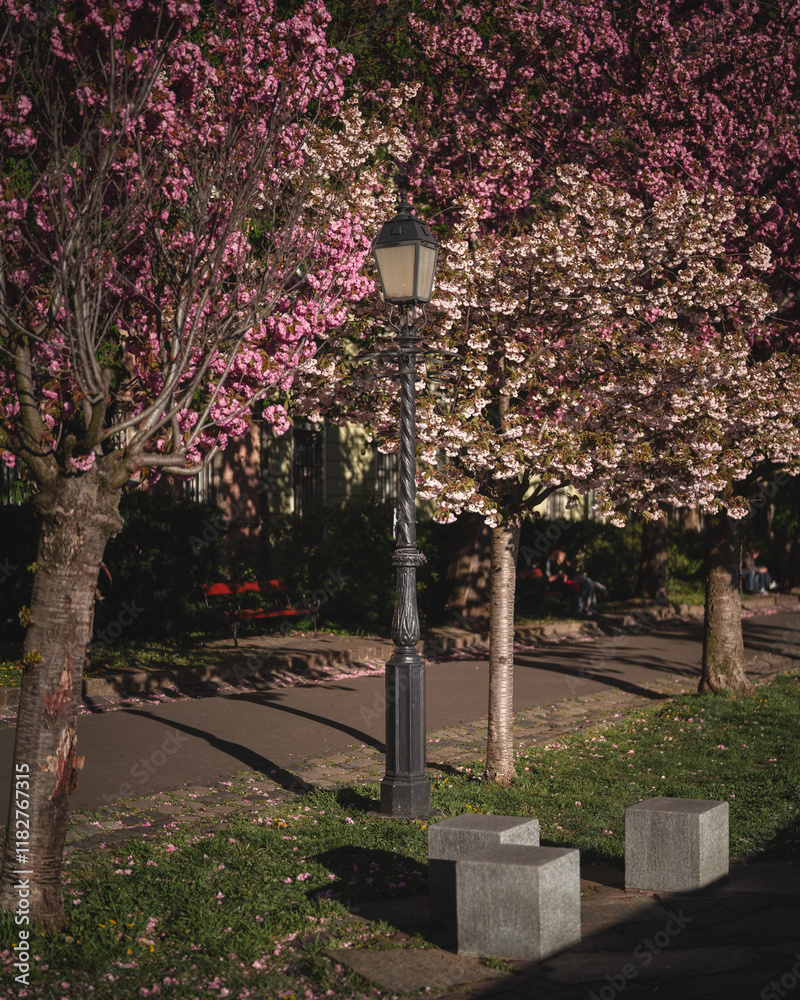 Blooming pink japanese cherry trees at the Arpad Toth Promenade, Budapest