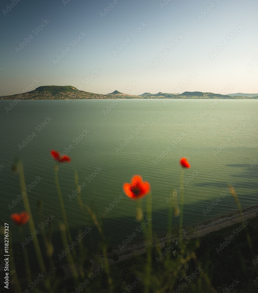 View on lake Balaton with poppies
