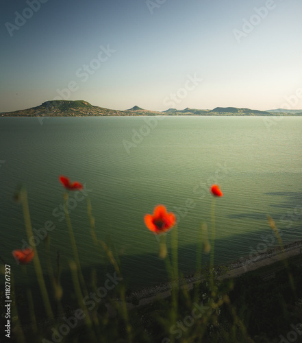 Obraz na płótnie View on lake Balaton with poppies w salonie